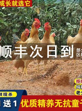 买一送一正宗土公鸡仔公鸡童子鸡农家走地鸡粮食散养现杀顺丰包邮