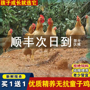 买一送一正宗土公鸡仔公鸡童子鸡农家走地鸡粮食散养现杀顺丰包邮