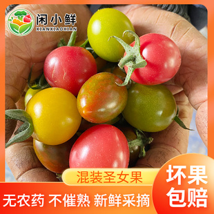 多彩圣女果贝贝阳光青口蜜小番茄小西红柿生吃自然熟顺丰包邮