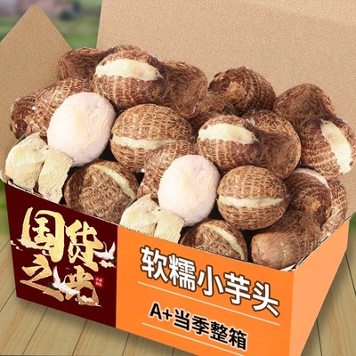 正宗牛奶小芋头9斤现挖