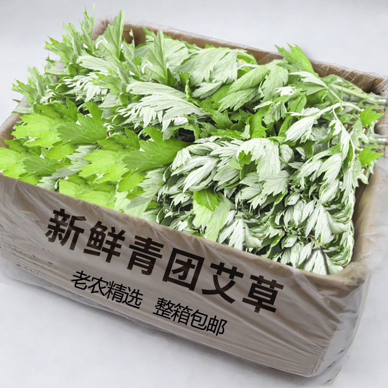 艾草新鲜现摘食用应当季生艾叶糍粑野生食用清明草青团艾叶草