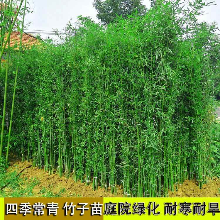 北方室外耐寒植物实心竹子苗罗汉庭院围栏农村布置别墅花园绿植