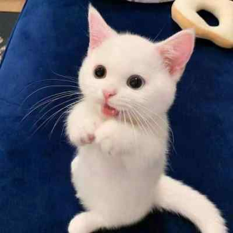 纯种家养中华田园猫狸花猫三花猫橘猫大橘白猫可爱牛奶猫纯黑猫