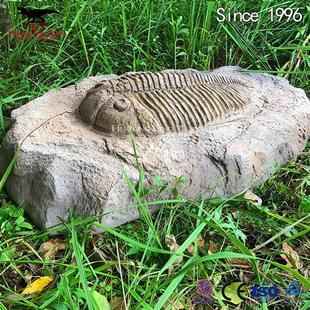 仿真三叶虫化石骨架玻璃钢树脂材质制作恐龙化石模型厂家
