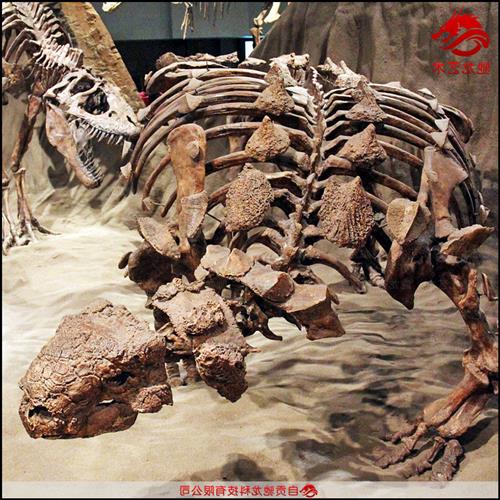 仿真甲龙骨架化石大型灭绝生物骨架模型定制动物骨骼展示模型图片