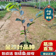 金沙叶品种正宗奇楠沉香一代母树芽条嫁接沉香树苗庭院绿植包结香