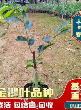 嫁接奇楠沉香金沙叶包结香庭院