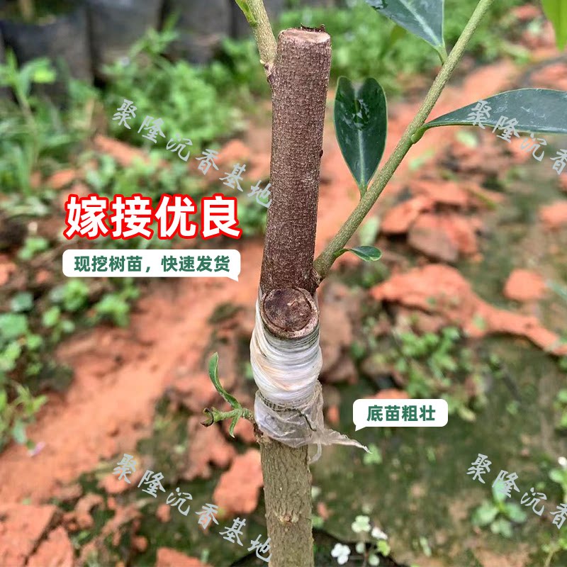 金沙叶品种正宗奇楠沉香一代母树芽条嫁接沉香树苗庭院绿植包结香