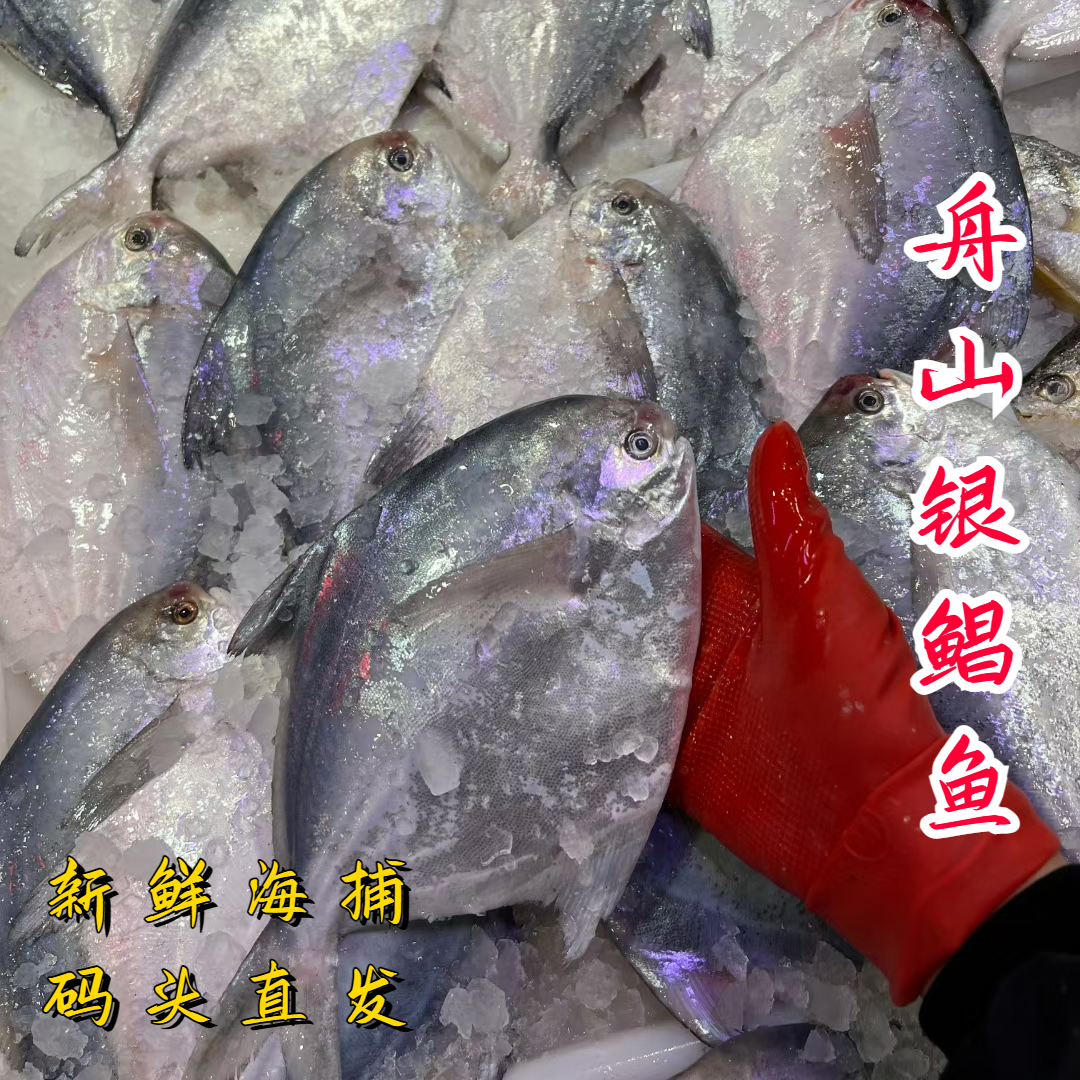 流网鲳鱼舟山全鳞鲜活水产白鲳鱼
