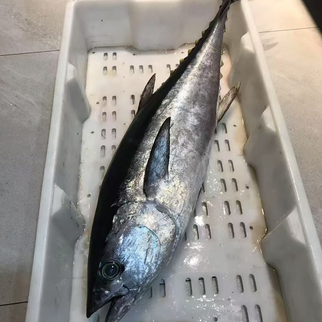海钓石斑鱼海鲈鱼真雕图片