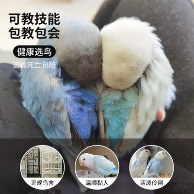 牡丹鹦鹉活鸟崽纯手养蓝腰黄桃紫伊莎牡丹鹦鹉半毛幼鸟雏鸟会亲人