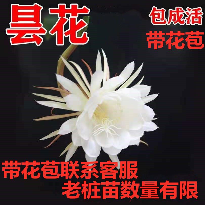 高档昙花盆栽月下美人老桩苗盆栽昙花一现只为韦陀绿植可食用七夕