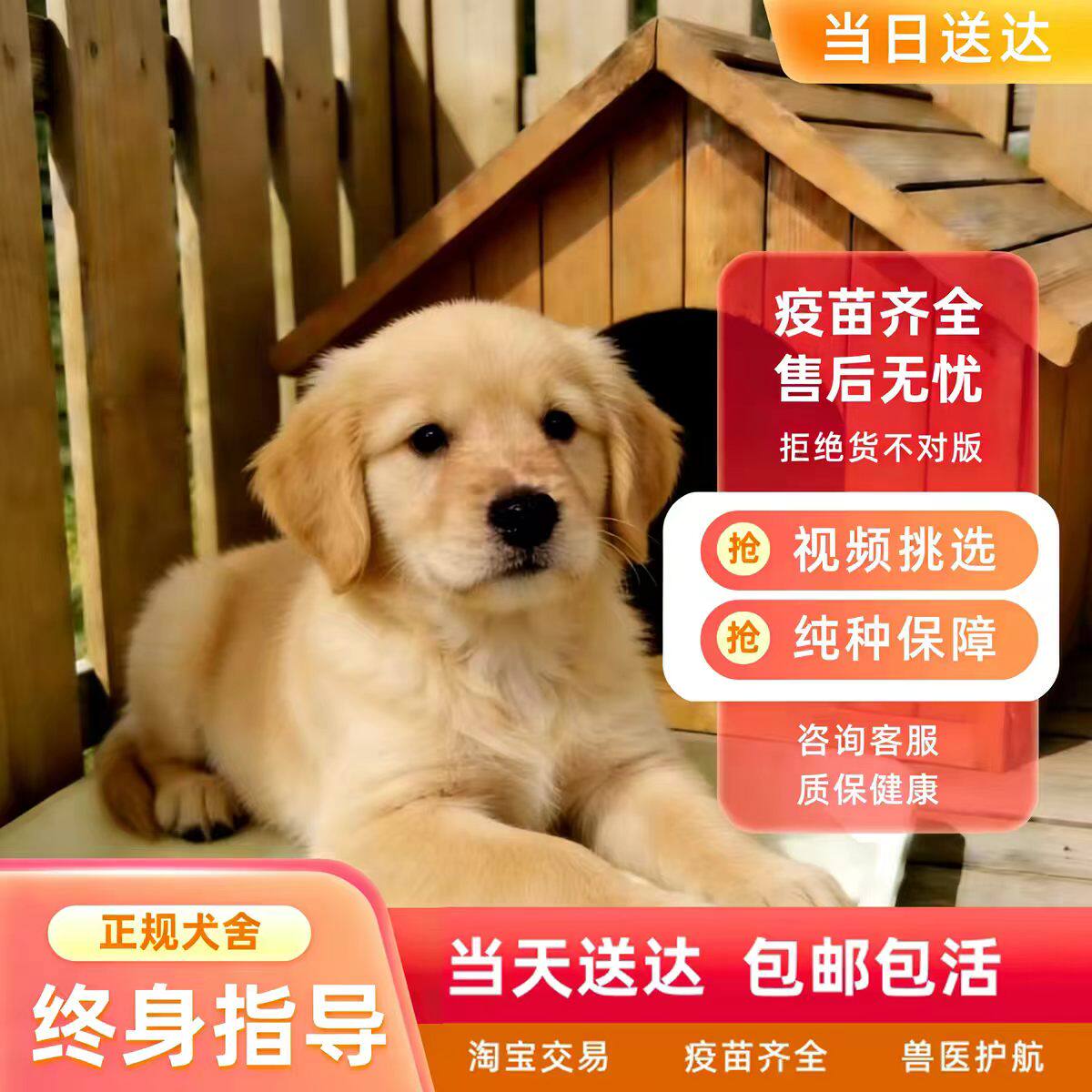 纯种金毛犬活体金毛枫叶红金毛沙滩金巡回狩猎犬狗狗活体金毛幼犬