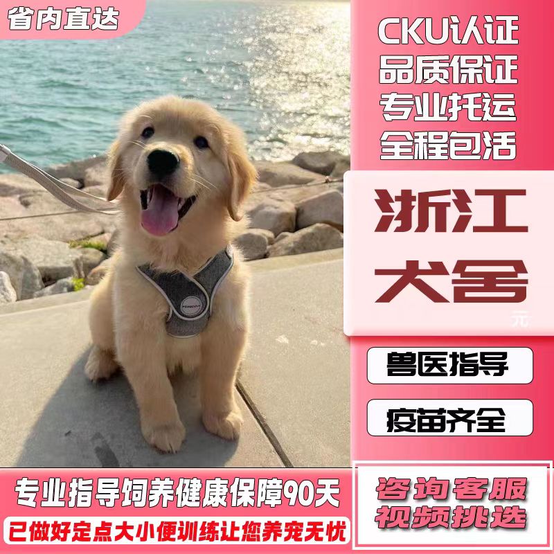 [浙江犬舍]金毛幼犬赛级纯种宠物狗活幼体小狗动物活的宠物小狗