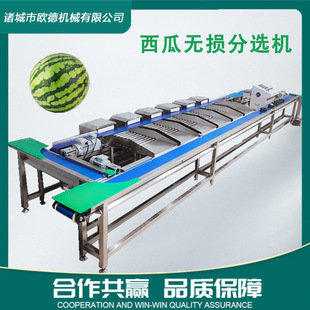 果托式无损分选机 西瓜榴莲苹果自由果托式皮带分拣机 柚子分选机