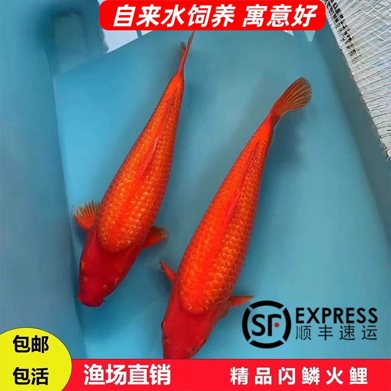 日系纯种锦鲤纯红锦鲤火鲤锦鲤大型观赏鱼冷水鱼闪鳞火鲤闪麟火鲤