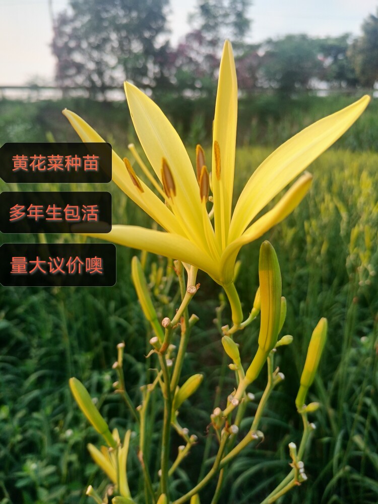 食用观赏黄花菜种苗四季种植黄花菜根苗新鲜耐热耐旱包成活多年生
