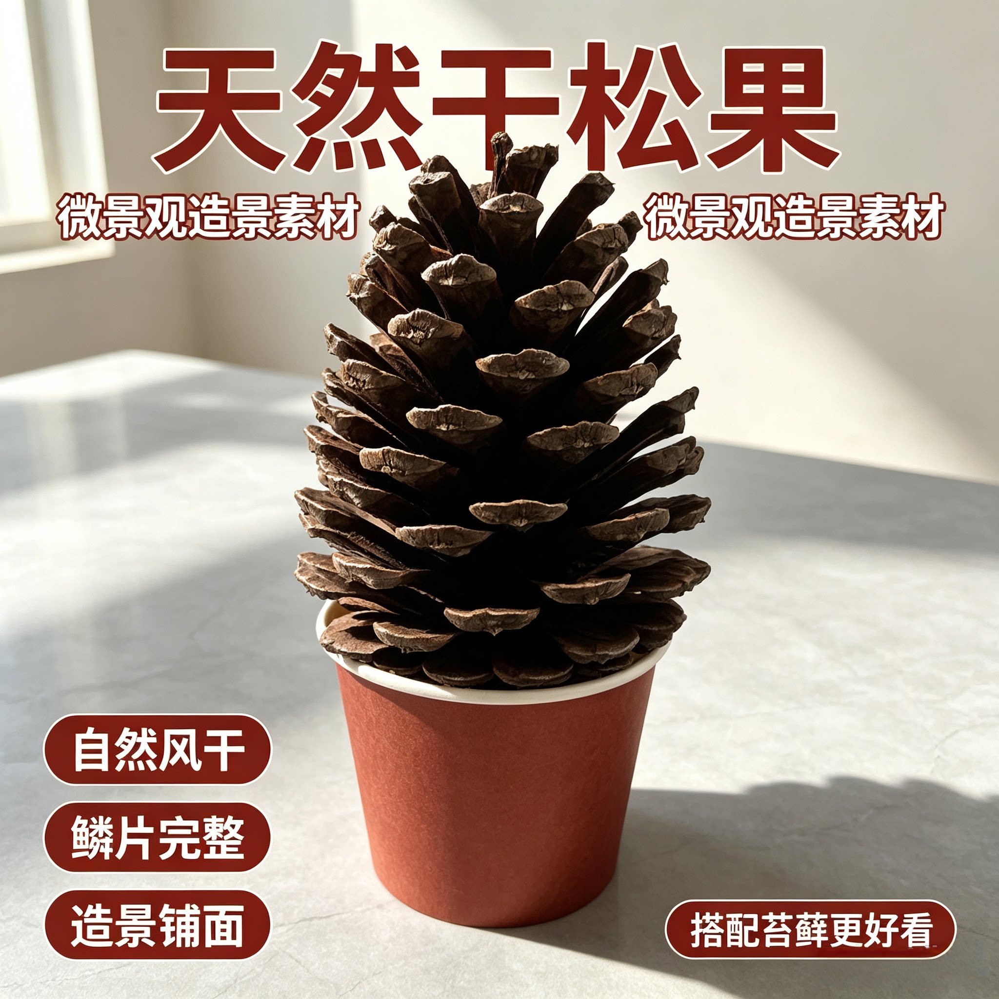 江西天然干松果微景观DIY造景材料手工装饰摆件干花松果