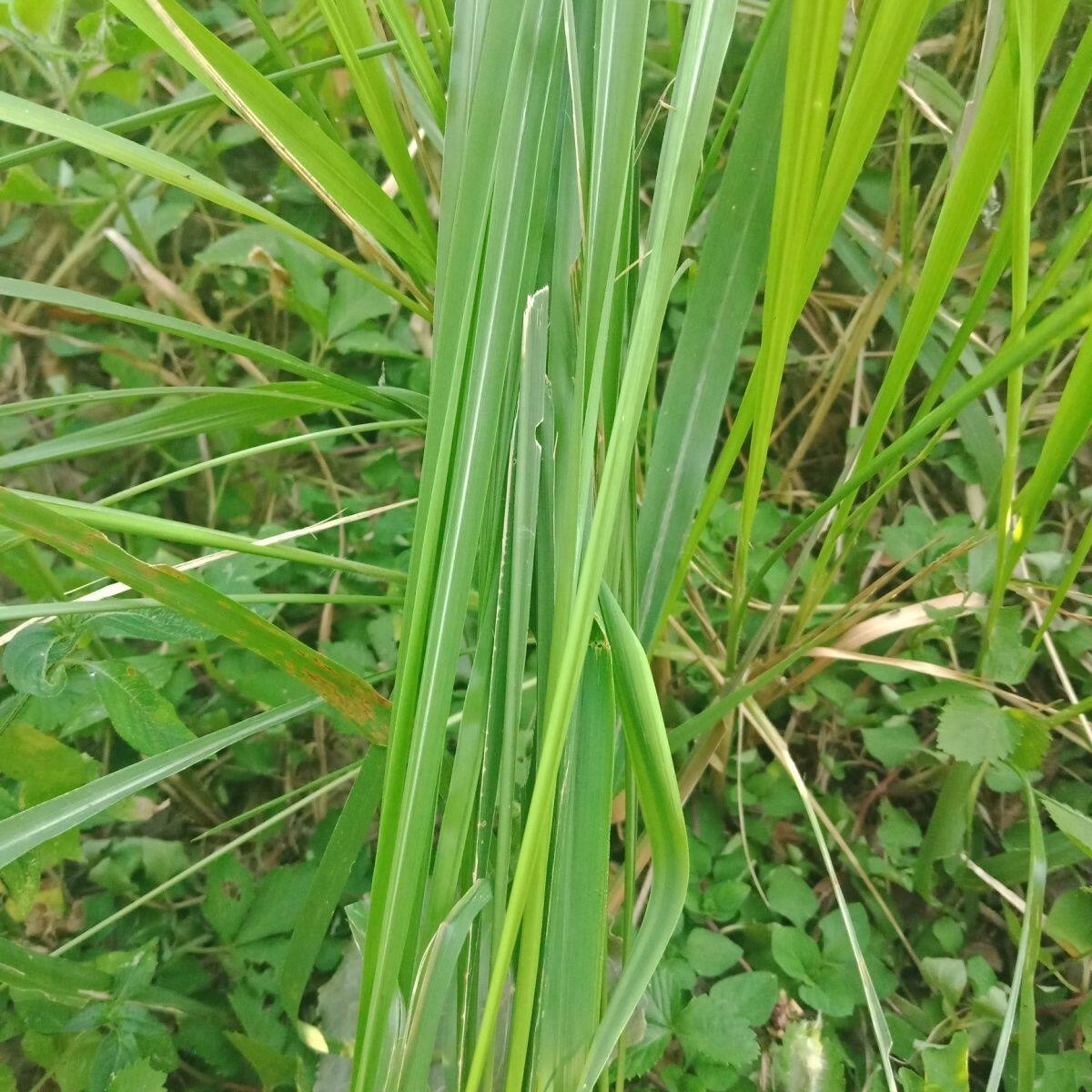 新鲜茅叶山野茅草叶养花配土增加有机质生态瓶手工花艺干草原料