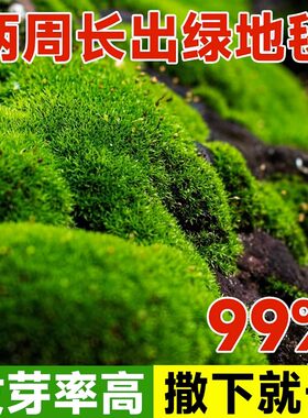 苔藓孢子粉短绒吸水石种子四季鲜活青苔绿植微景观盆景造假山草籽