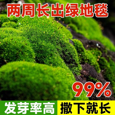 苔藓孢子粉短绒吸水石种子四季鲜活青苔绿植微景观盆景造假山草籽