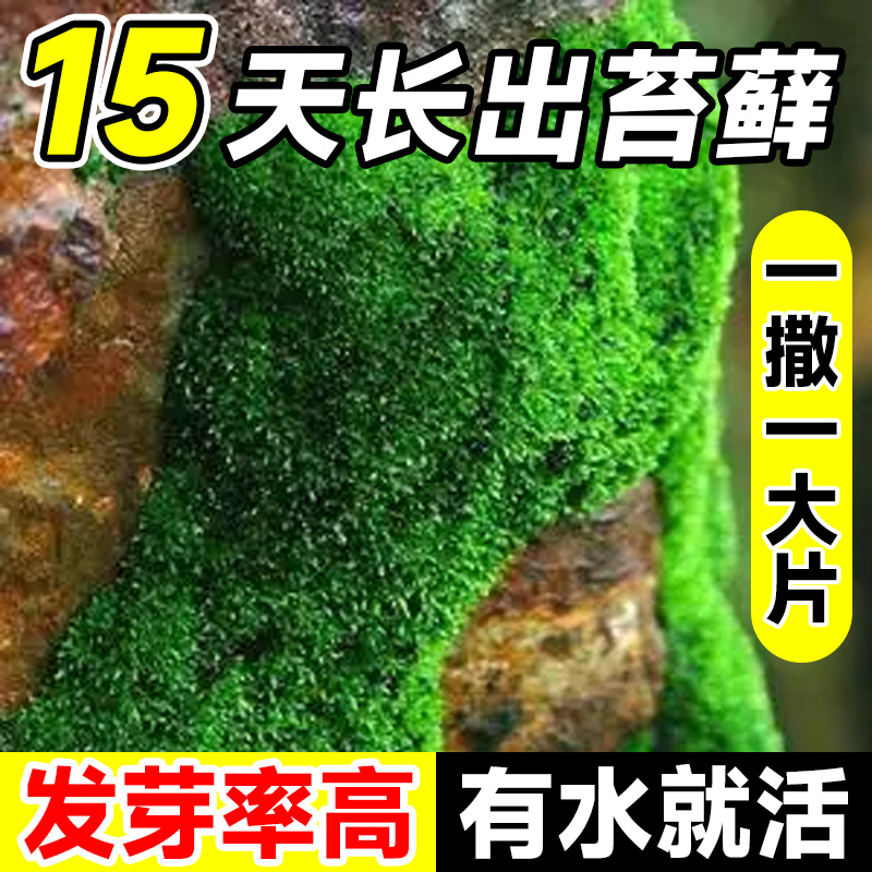 苔藓孢子粉鲜活青苔绿植地毯永生苔藓种子草籽吸水石微景观假山上