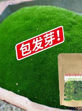 苔藓孢子粉青苔种子种籽假山吸水石盆景盆栽铺面微景观草籽朵朵藓