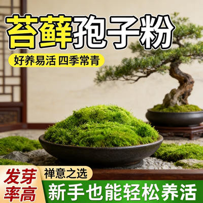 吸水石上种的植物星星藓苔藓绿植