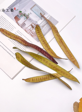 扁豆角 天然植物豆荚干燥手工diy制作相框标本收集幼儿环创教育
