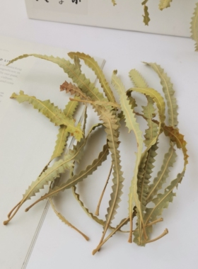 【班克木叶】天然进口植物叶子 自然凌乱风鱼缸造景植物标本收集