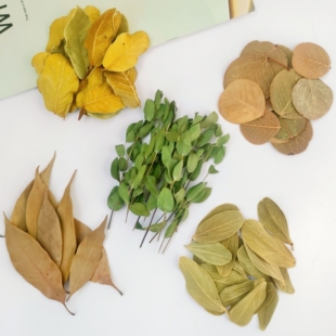 菩提叶天然真树叶圆形柏梨叶橱窗布置装饰干花标本花环叶子拍摄