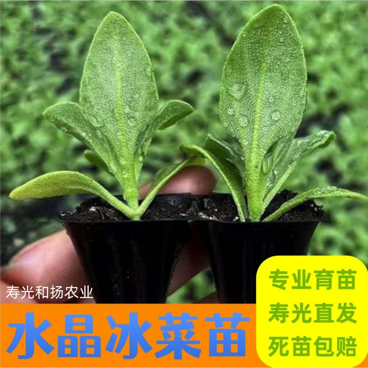 寿光冰菜大苗大叶水晶冰菜秧苗