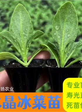 正品冰菜秧苗大叶水晶冰菜种子苗大冰晶冰草秧苗阳台盆栽庭院种植