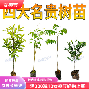 正宗金丝楠木树苗海南黄花梨小叶紫檀海南沉香苗盆栽四大名贵苗木