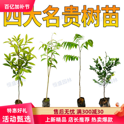 正宗金丝楠木树苗海南黄花梨小叶紫檀海南沉香苗盆栽四大名贵苗木
