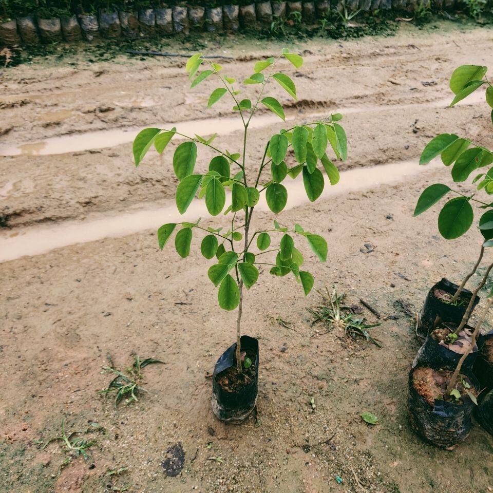 正宗老挝大红酸枝树苗交趾黄檀苗名贵树苗酸枝木材苗苗木庭院树苗