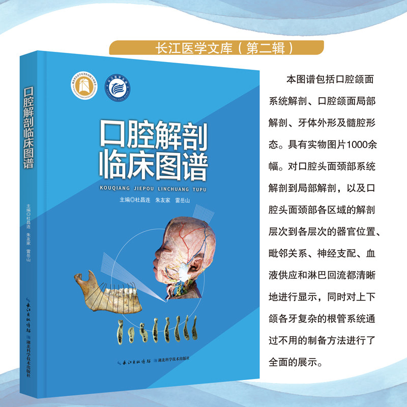 口腔解剖临床图谱 口腔解剖图谱 临床应用解析 全彩高清图示 口腔结构详解 医学教材用书 口腔医学 9787570622528