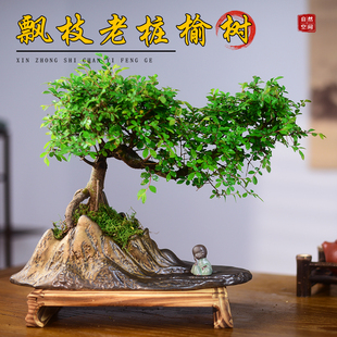 造型飘枝榆树盆栽老桩室内绿植客厅书房桌面阳台榔榆国风盆景好养