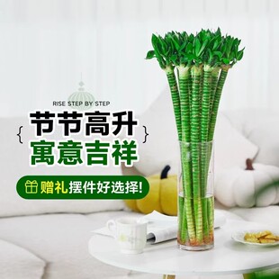带根文昌竹龙竹水养书房富贵竹转运竹水培绿植室内客厅植物盆栽