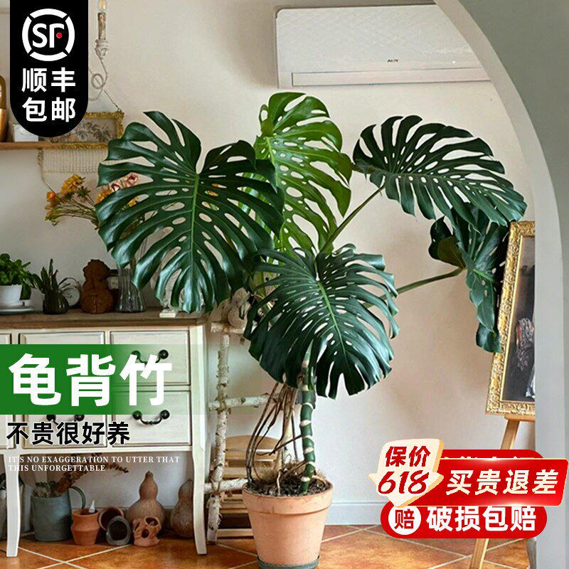 大叶老桩龟背竹室内客厅大盆栽植物客厅电视柜旁边大型绿植落地