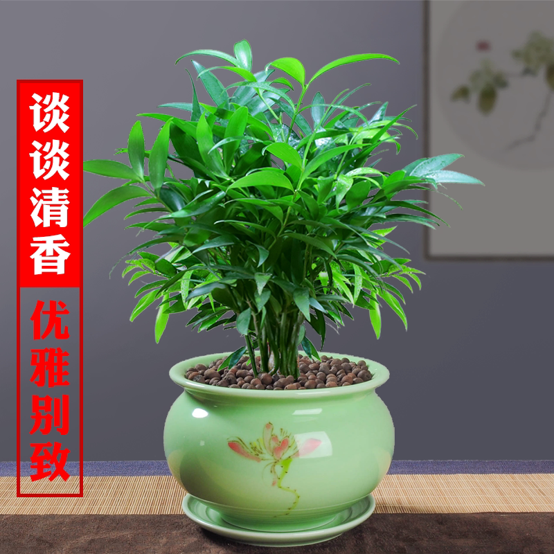 竹柏盆栽室内驱蚊植物平安竹清香绿植驱虫净化空气好养长寿竹树苗