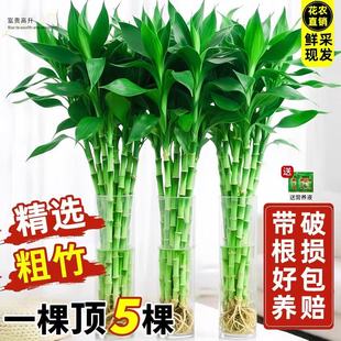 带根富贵竹水培植物水养绿植发财竹室内盆栽客厅招财转运竹子粗