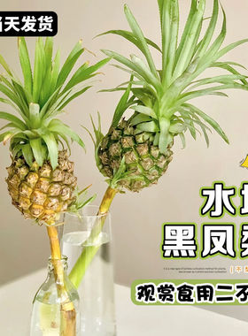 小菠萝水培植物动感光菠香蕉鲜切办公室可食用绿植室内客厅黑凤梨