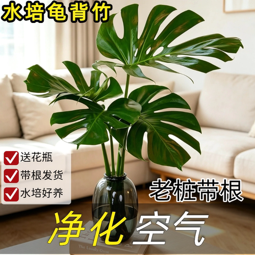 老桩大叶龟背竹开背盆栽水培网红北欧除甲醛室内客厅绿植净化空气