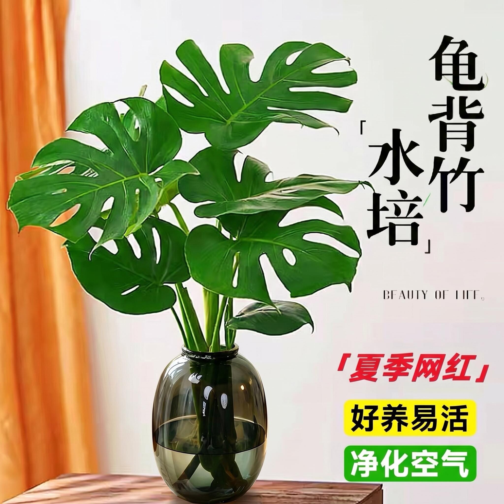 老桩大叶龟背竹开背盆栽水培网红北欧除甲醛室内客厅绿植净化空气