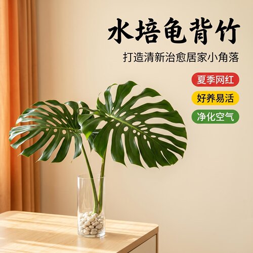 老桩大叶龟背竹开背盆栽水培网红北欧除甲醛室内客厅绿植净化空气