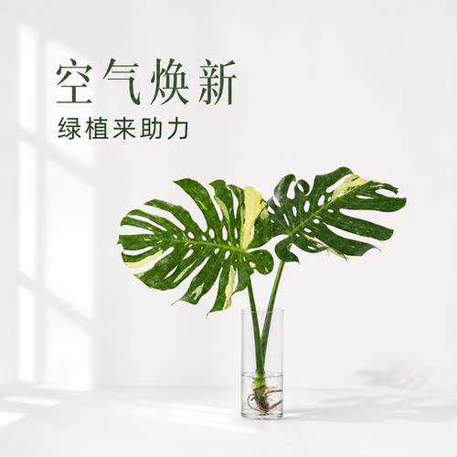 老桩大叶洒金龟背竹水培绿植盆栽北欧风净化空气室内好养植物