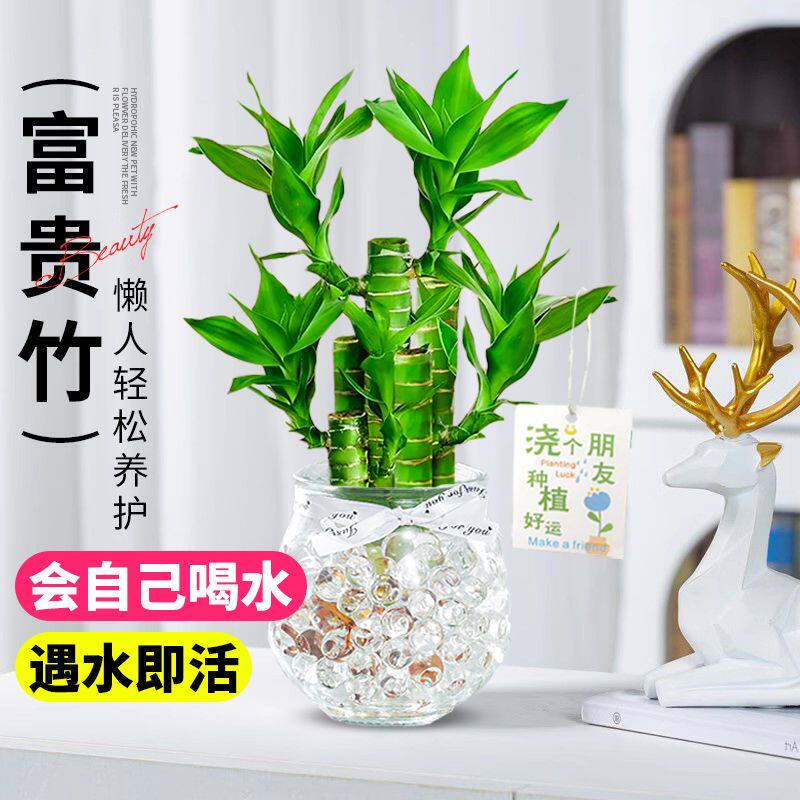 水培富贵竹步步高盆栽植物文昌竹办公室客厅桌面招财绿植花卉甲醛
