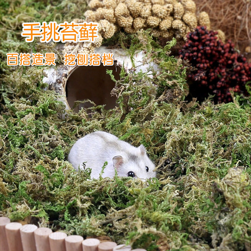 干苔藓仓鼠森林金丝熊垫料宠物笼子造景用品筑巢挖掘除臭椰土花草