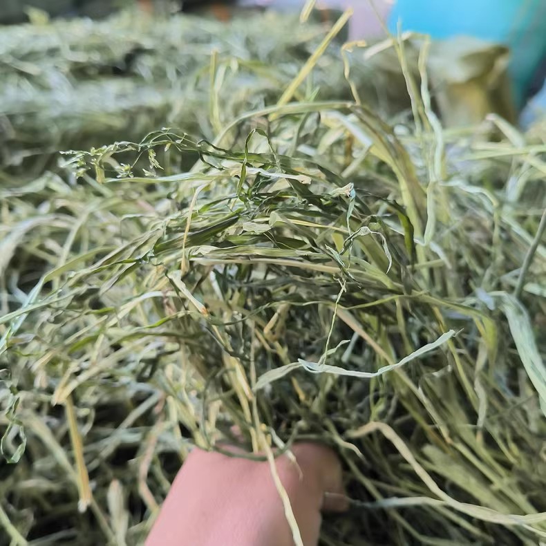 包邮促销 烘干提摩西草 宠物兔子草龙猫豚鼠荷兰猪 提摩西草兔草